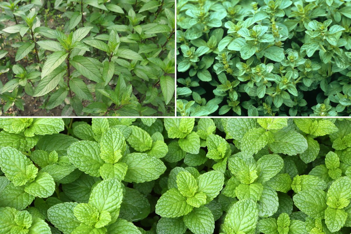 Aquatic mint Peppermint Spearmint