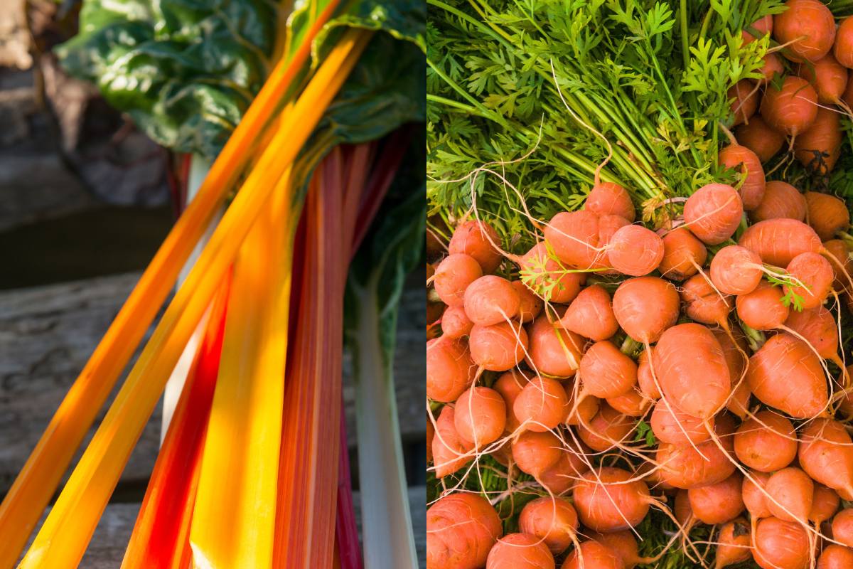 Orange chard and orange round carrots