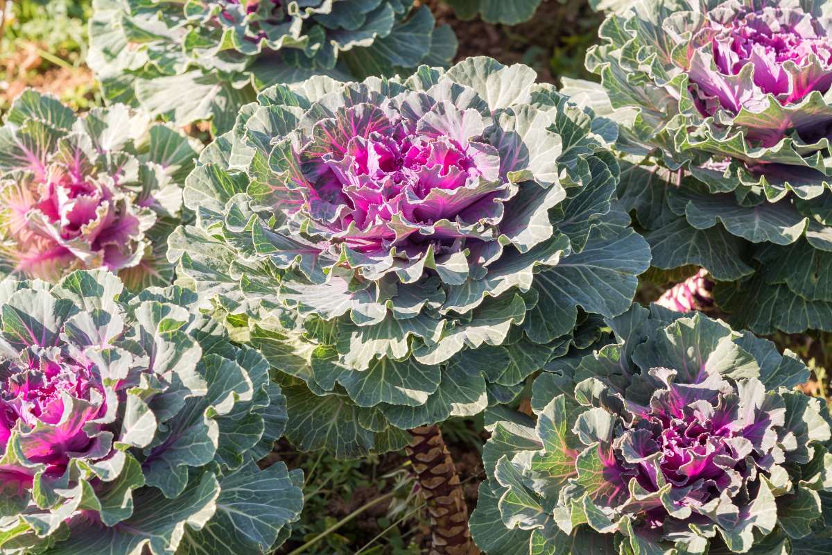 Ornamental kale