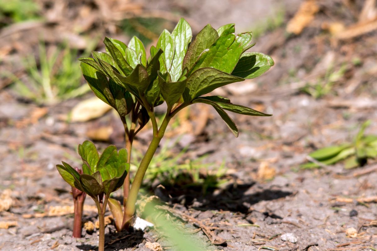 Peony first leaves