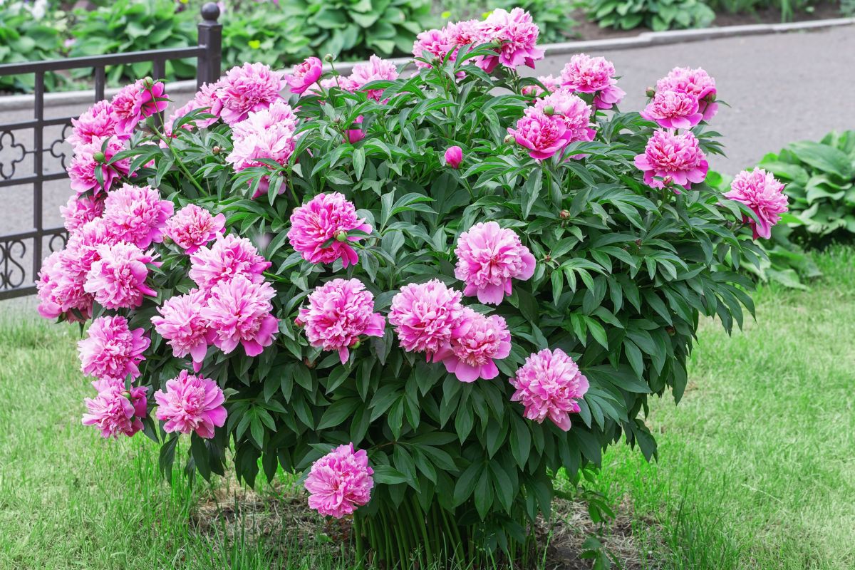 Herbaceous peony growth habit.