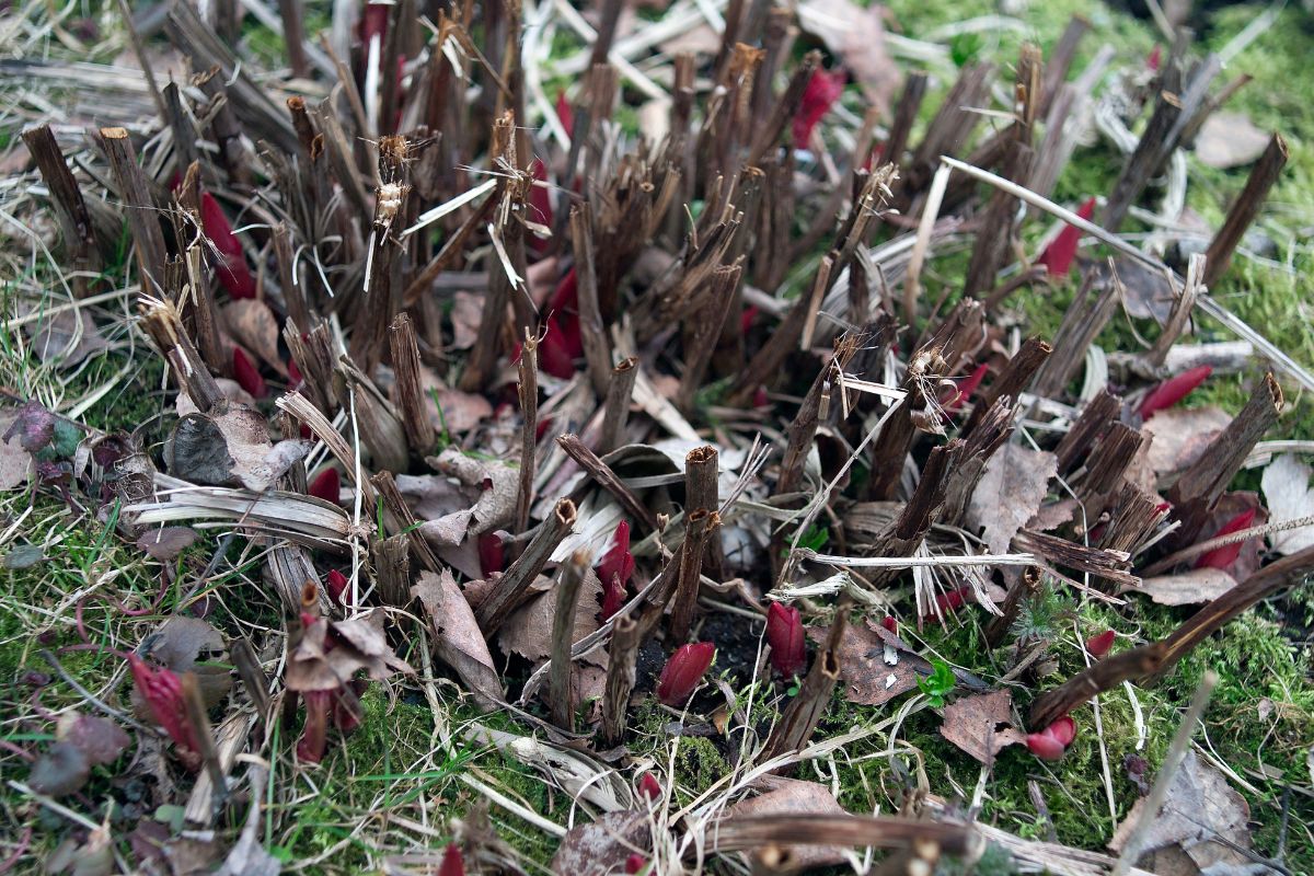 Herbaceous peony old growth and new sprouts