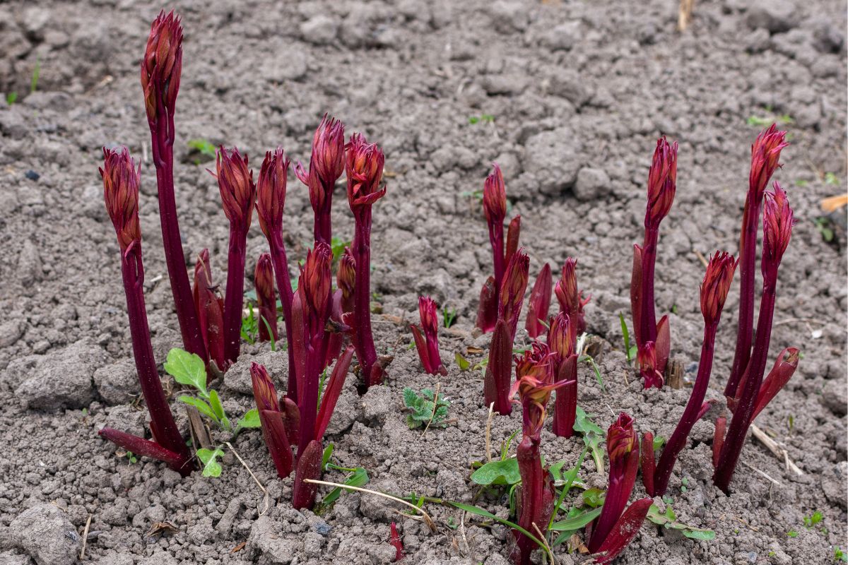 Herbaceous peony shoots