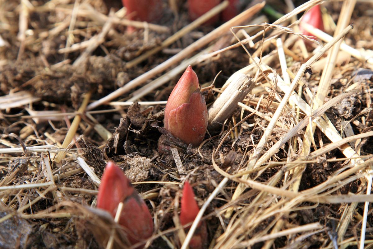 Herbaceous peony buds sprouting