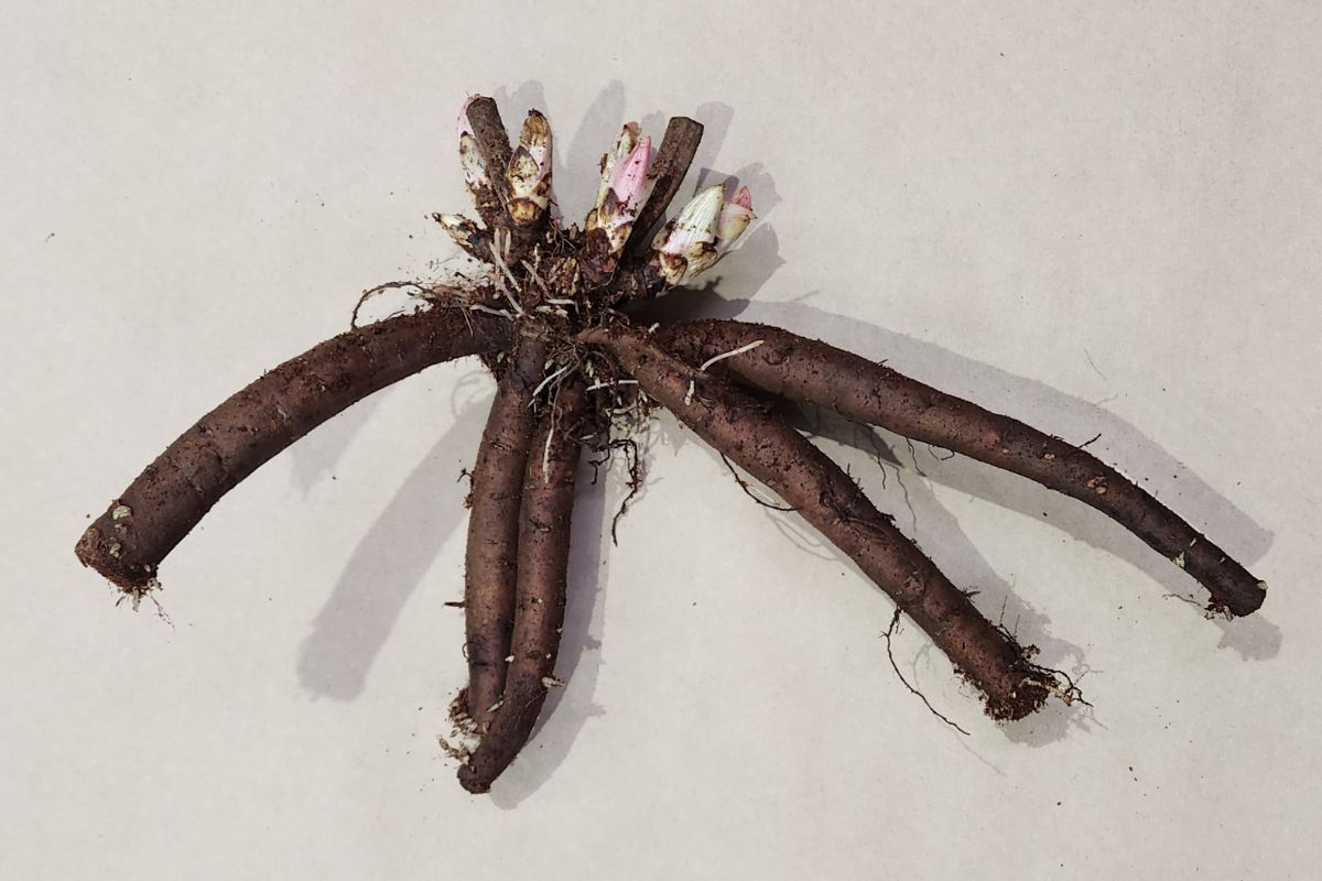 Peony tuberous root