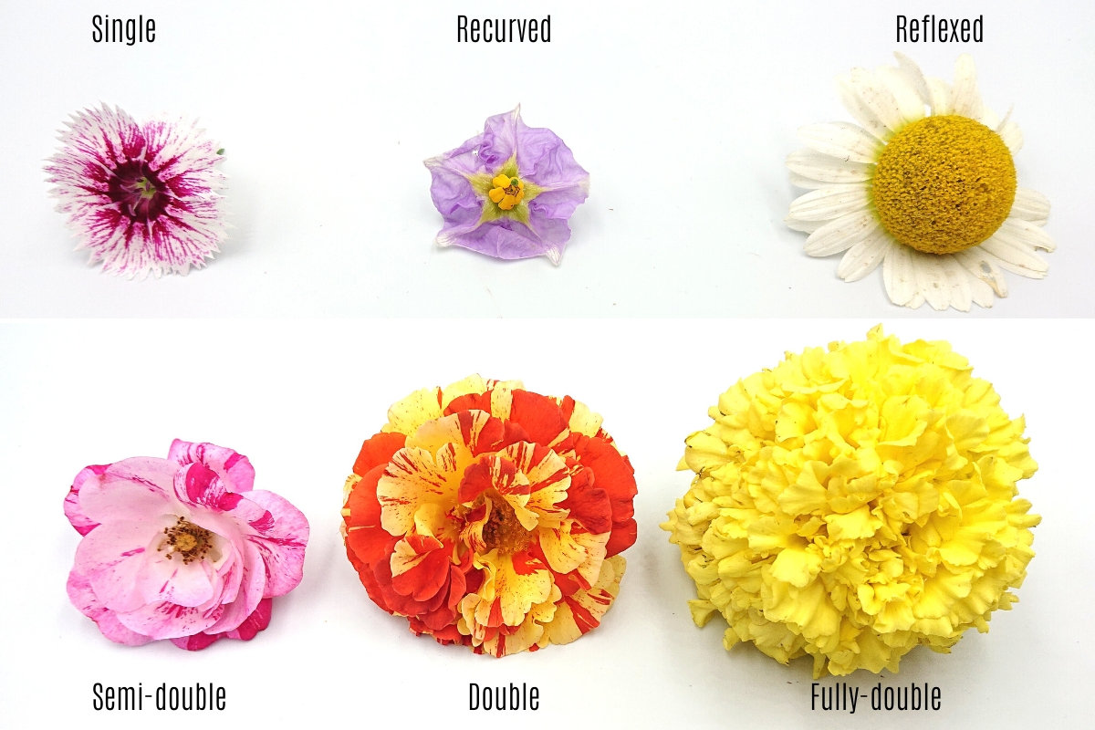 A Brief Guide To The Different Flower Types Shapes And Growing Patterns The Seed Collection