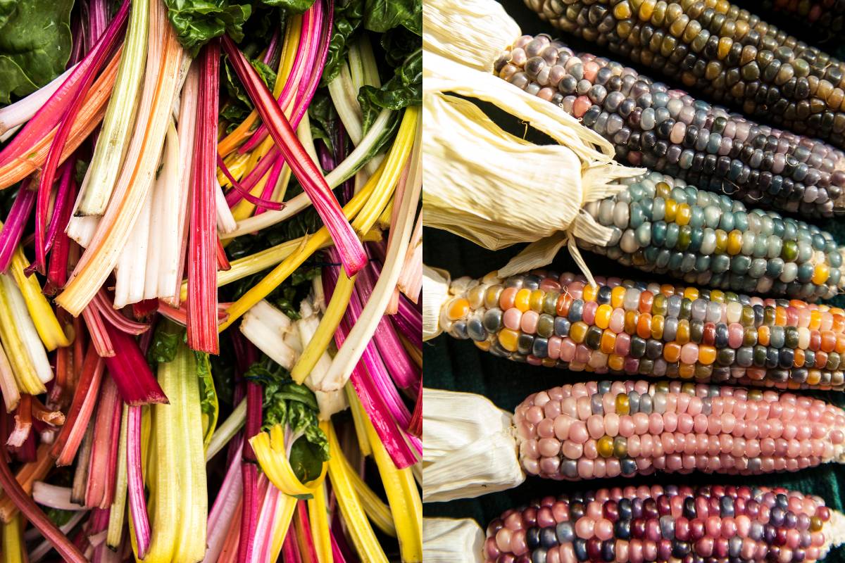 Rainbow Chard Corn Glass Gem