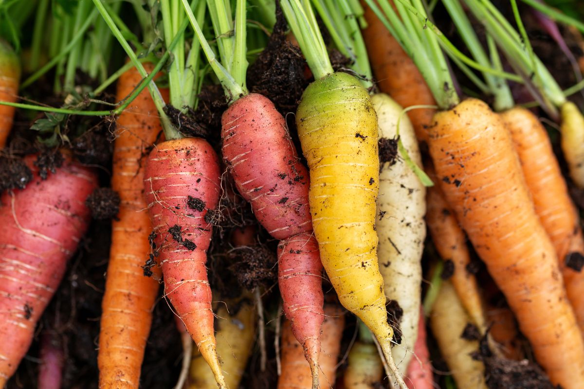 Rainbow Carrots