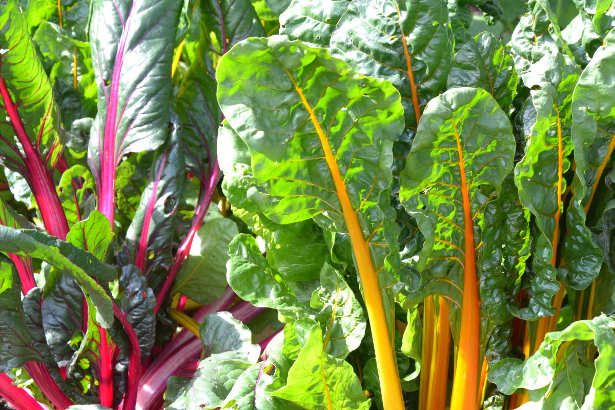 Rainbow chard