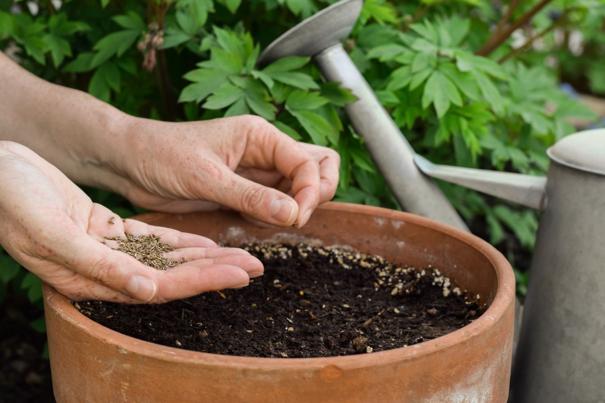 Scatter sowing seeds in pot