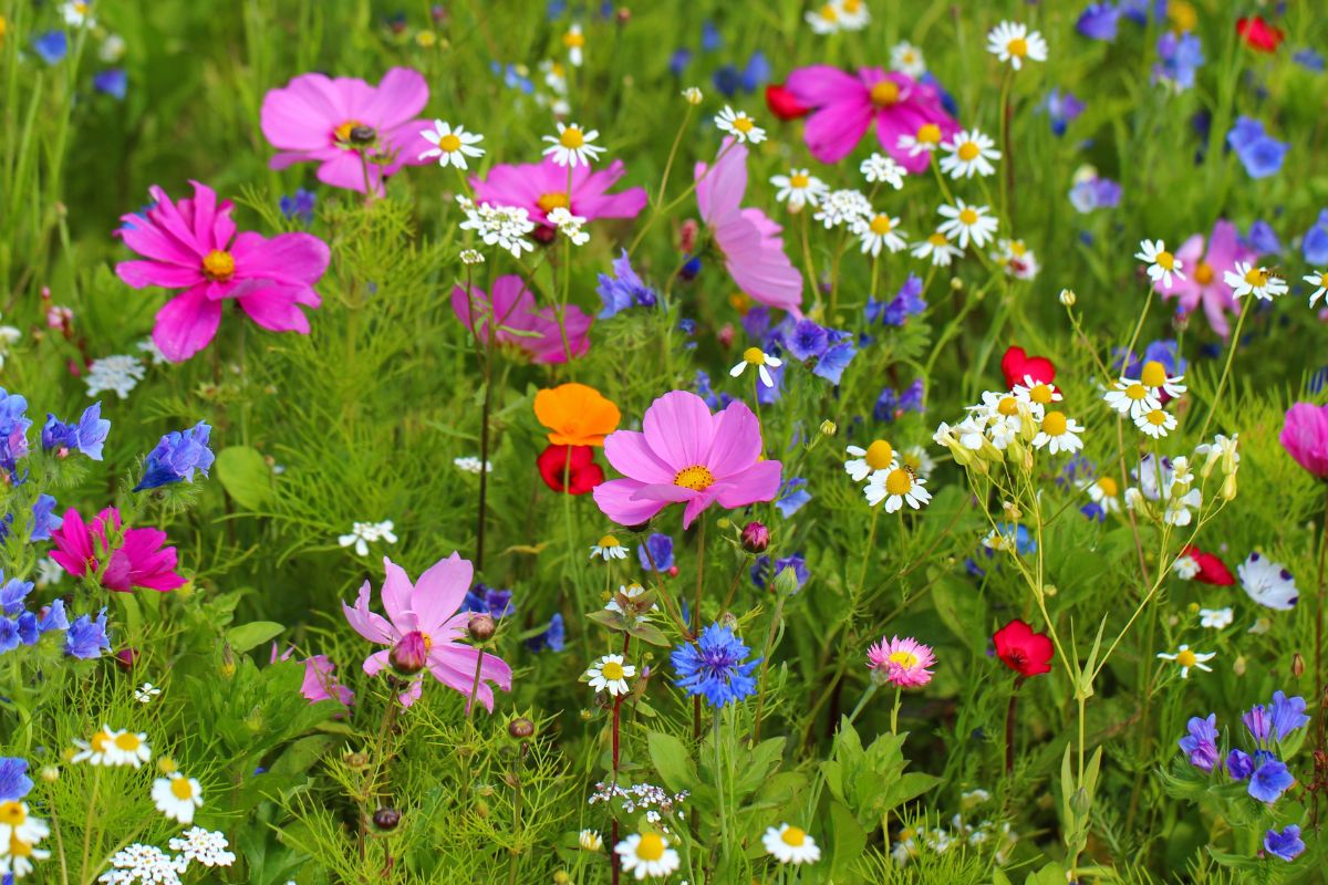 Scatter sow meadow garden