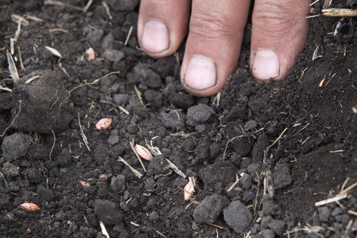 Scatter sown seed on the soil