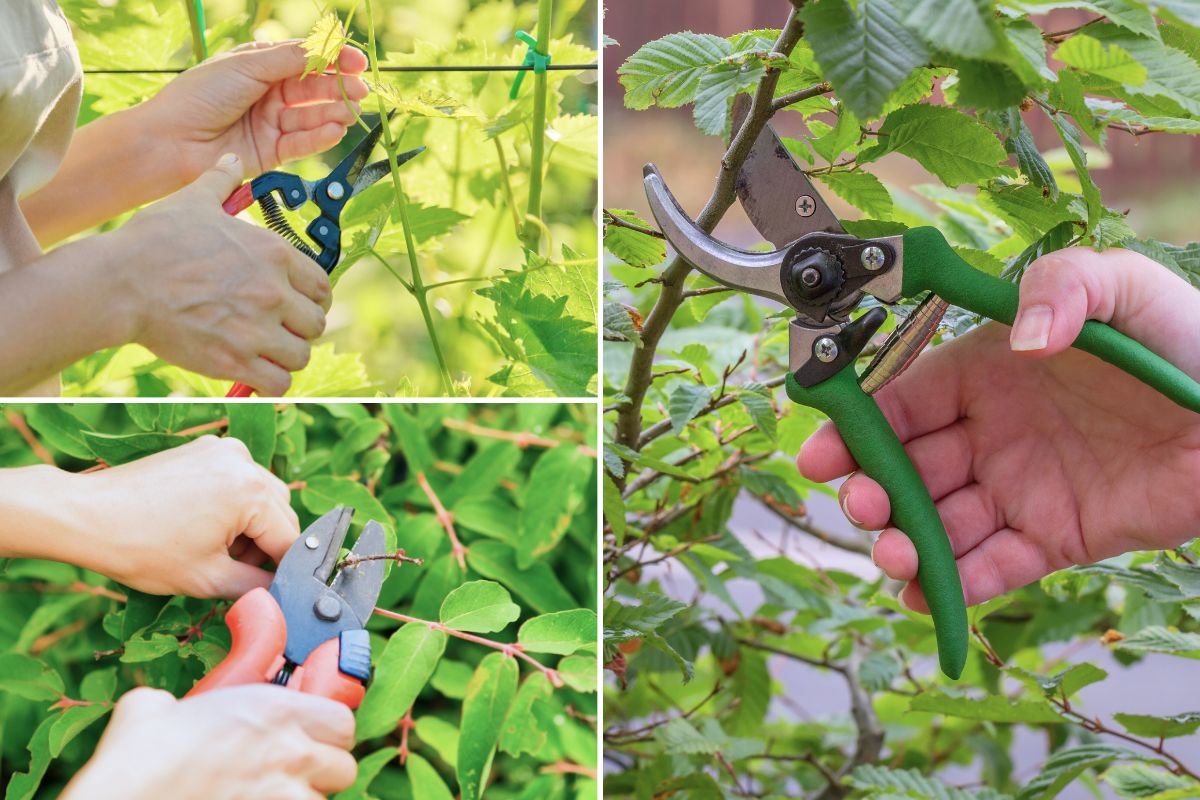 secateurs