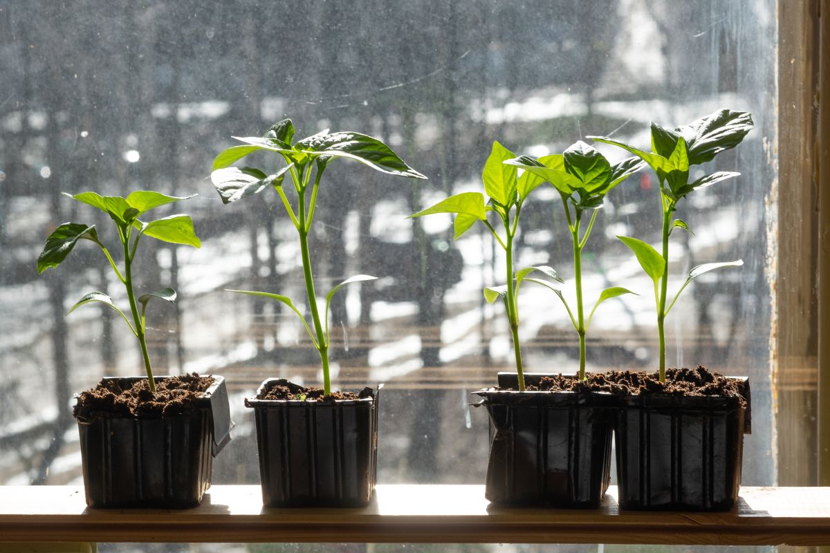 Seedlings on windowsill in winter