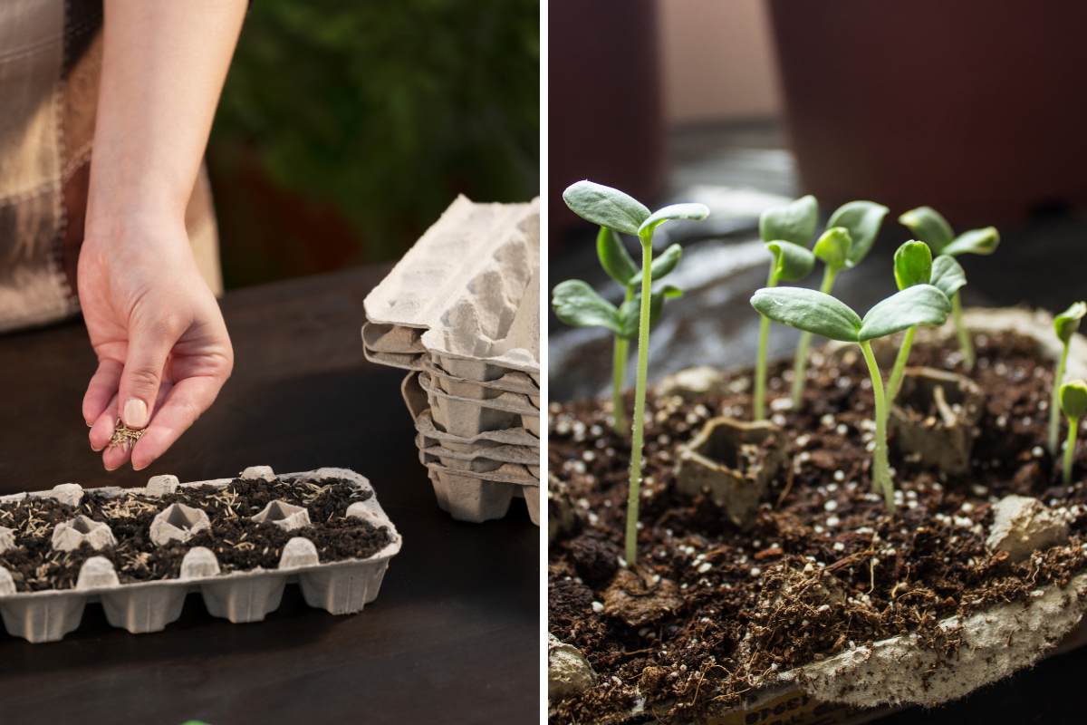 Seeds in egg carton