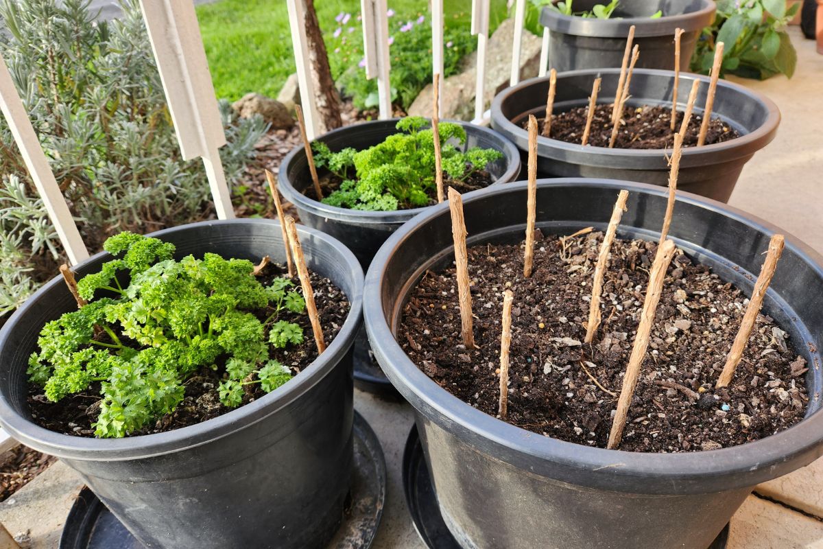 Sticks in pots