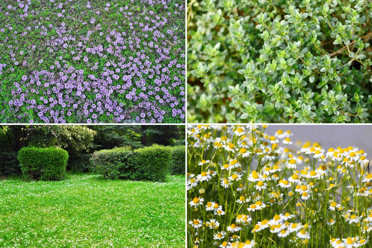 Thyme and chamomile lawn