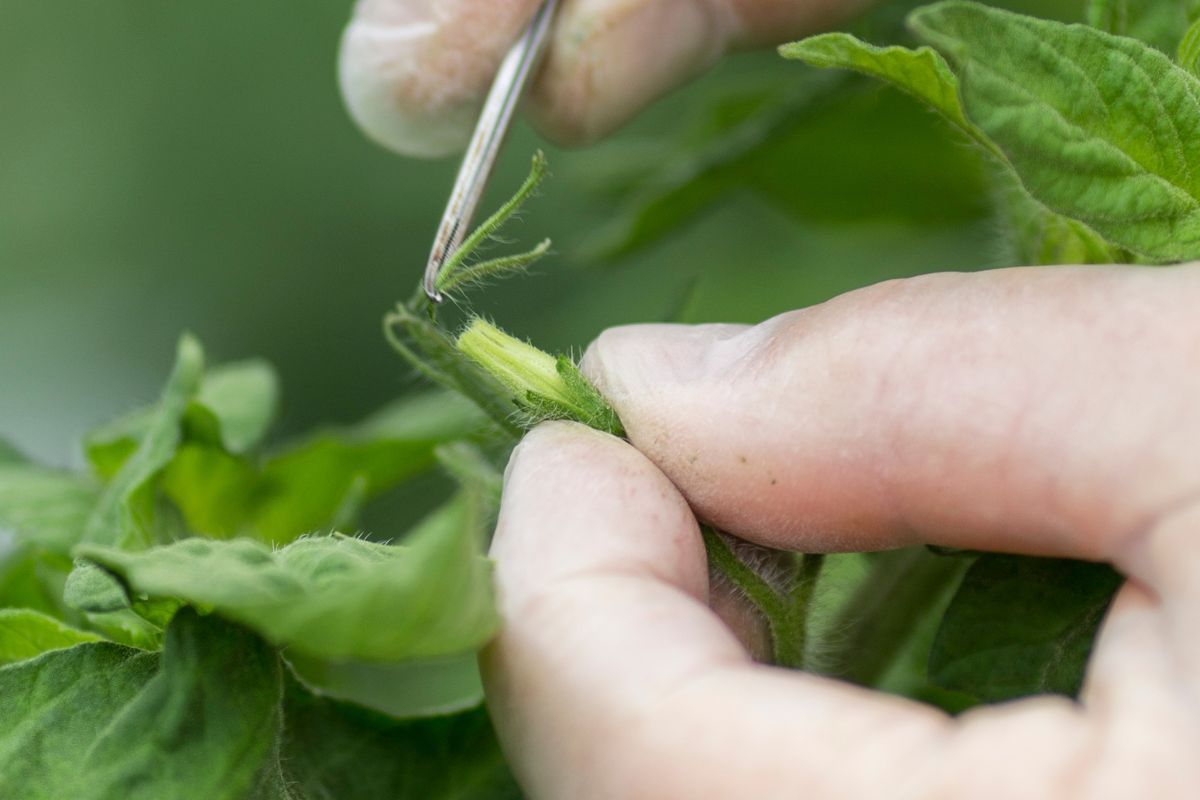 Tomato opening stamens