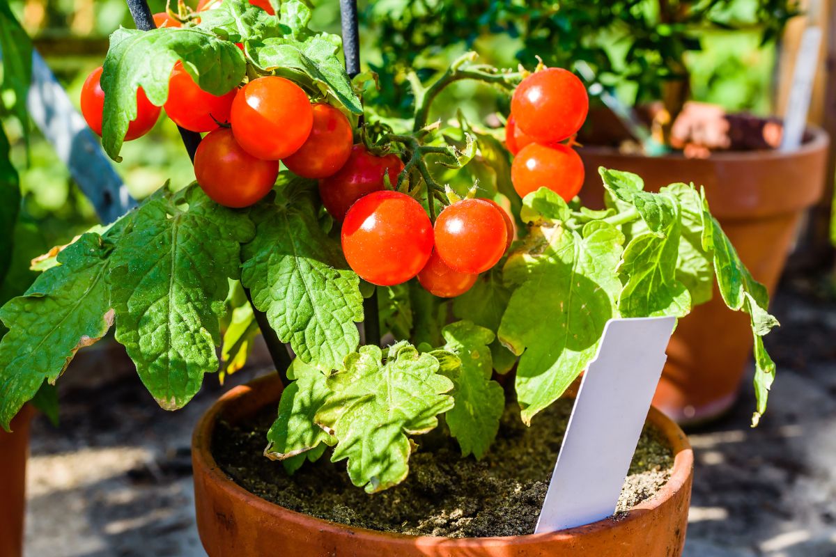 Tomato plant with blank label