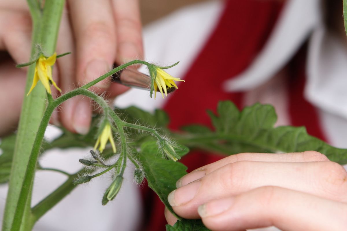 Tomato stamens paintbrush