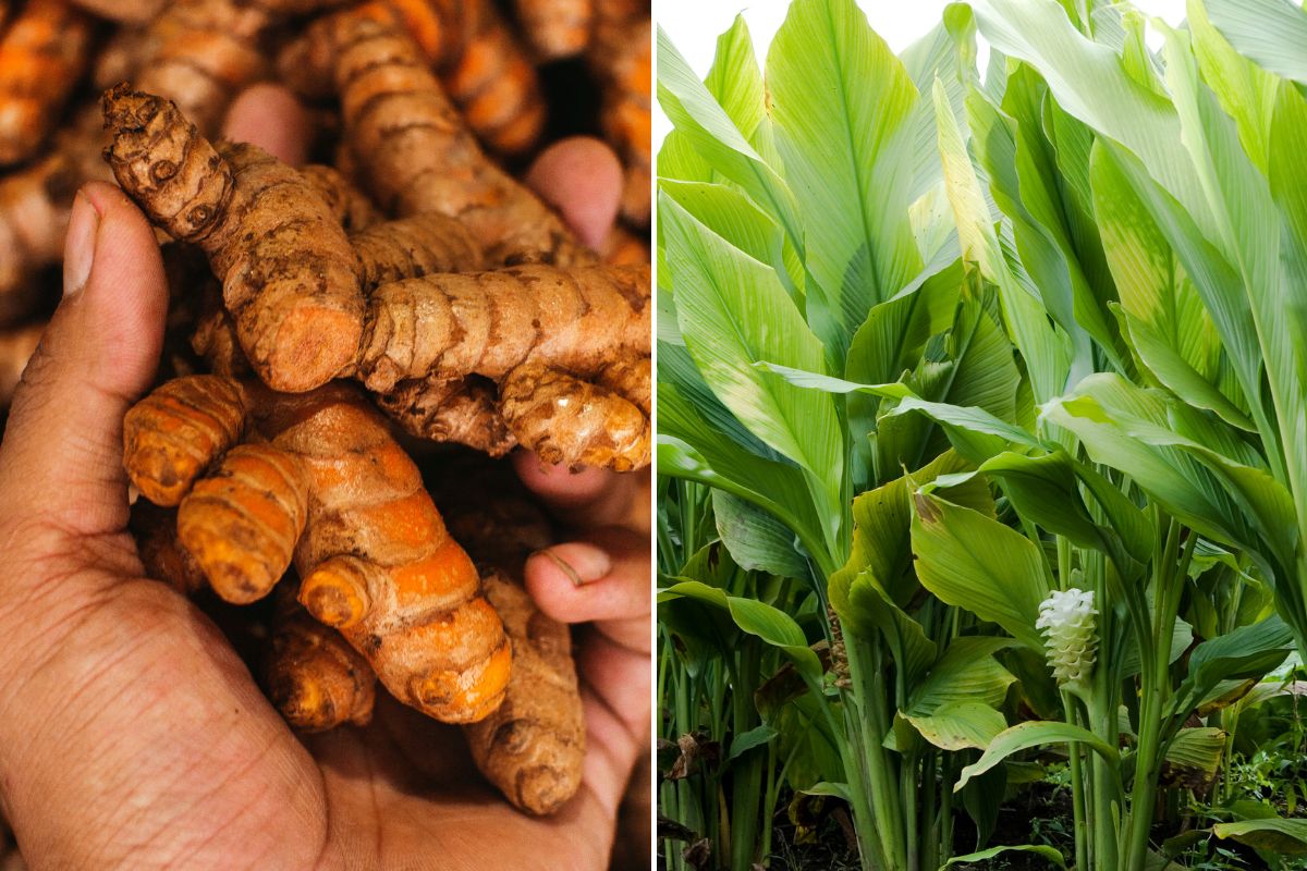 Turmeric plants and rhizomes