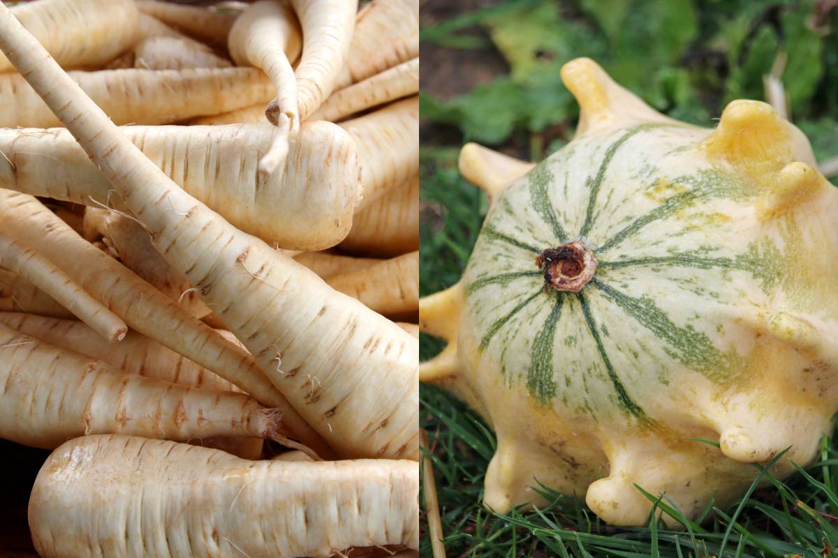 White parsnip and white crown of thorns gourd