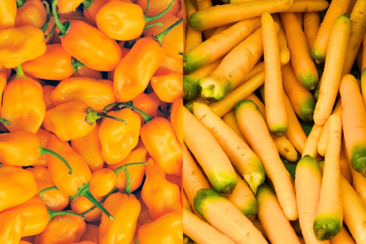 Yellow Habanero Chilli Yellow Carrot