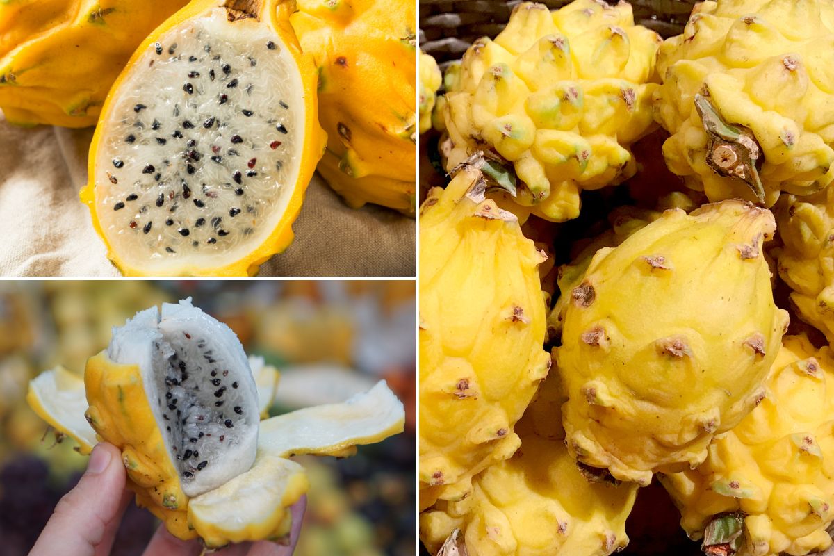 Yellow dragon fruit