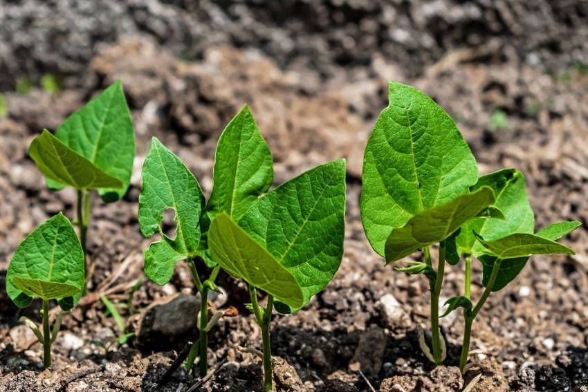 protecting green bean seedlings in garden rows youtube