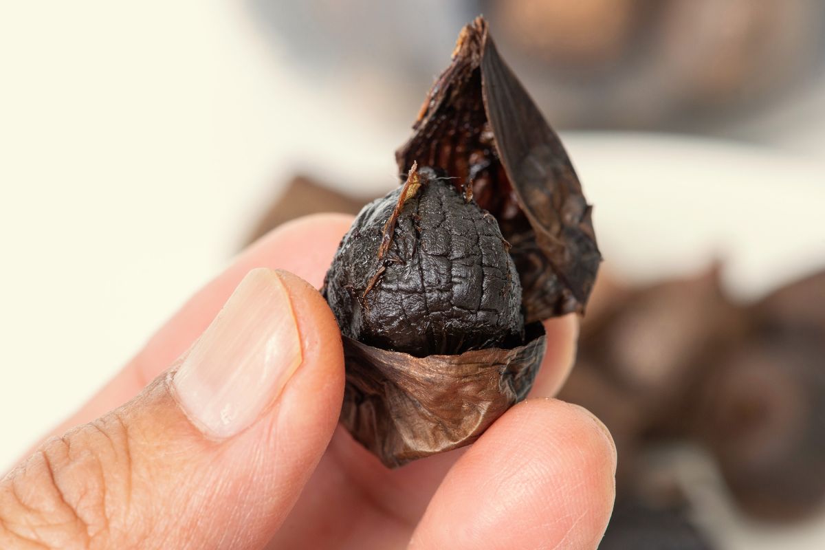 black garlic in hand