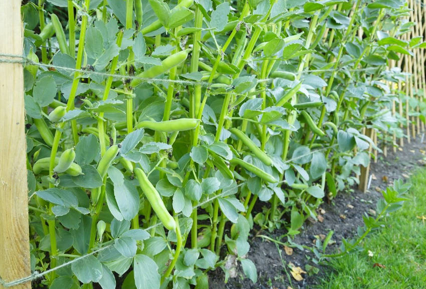 Broad Beans: The Often Overlooked Legume | The Seed Collection