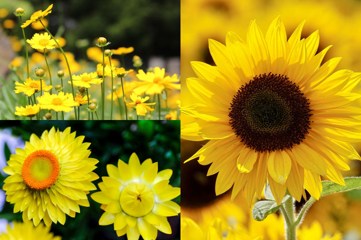 Coreopsis everlasting sunflower