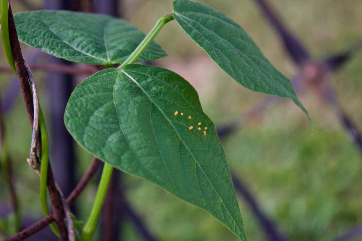 Cutworm: How to Protect Your Vulnerable Seedlings | The Seed Collection