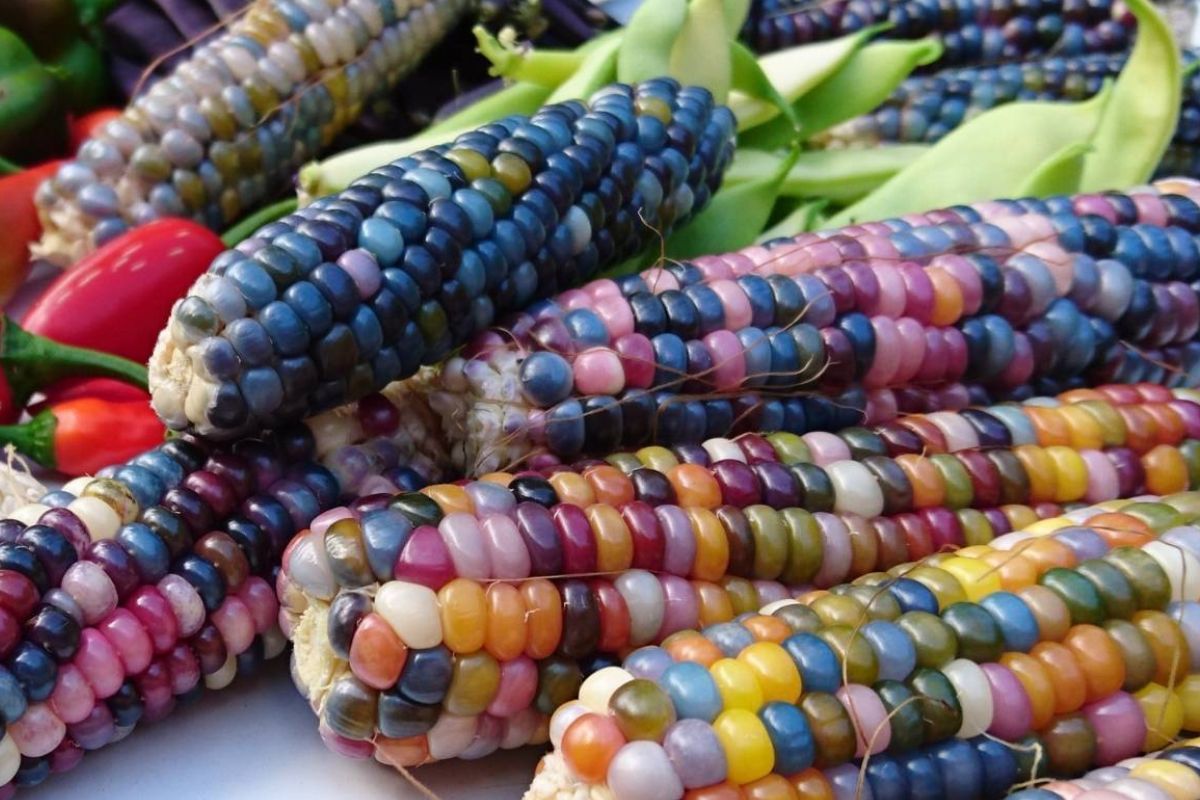 glass gem corn cobs