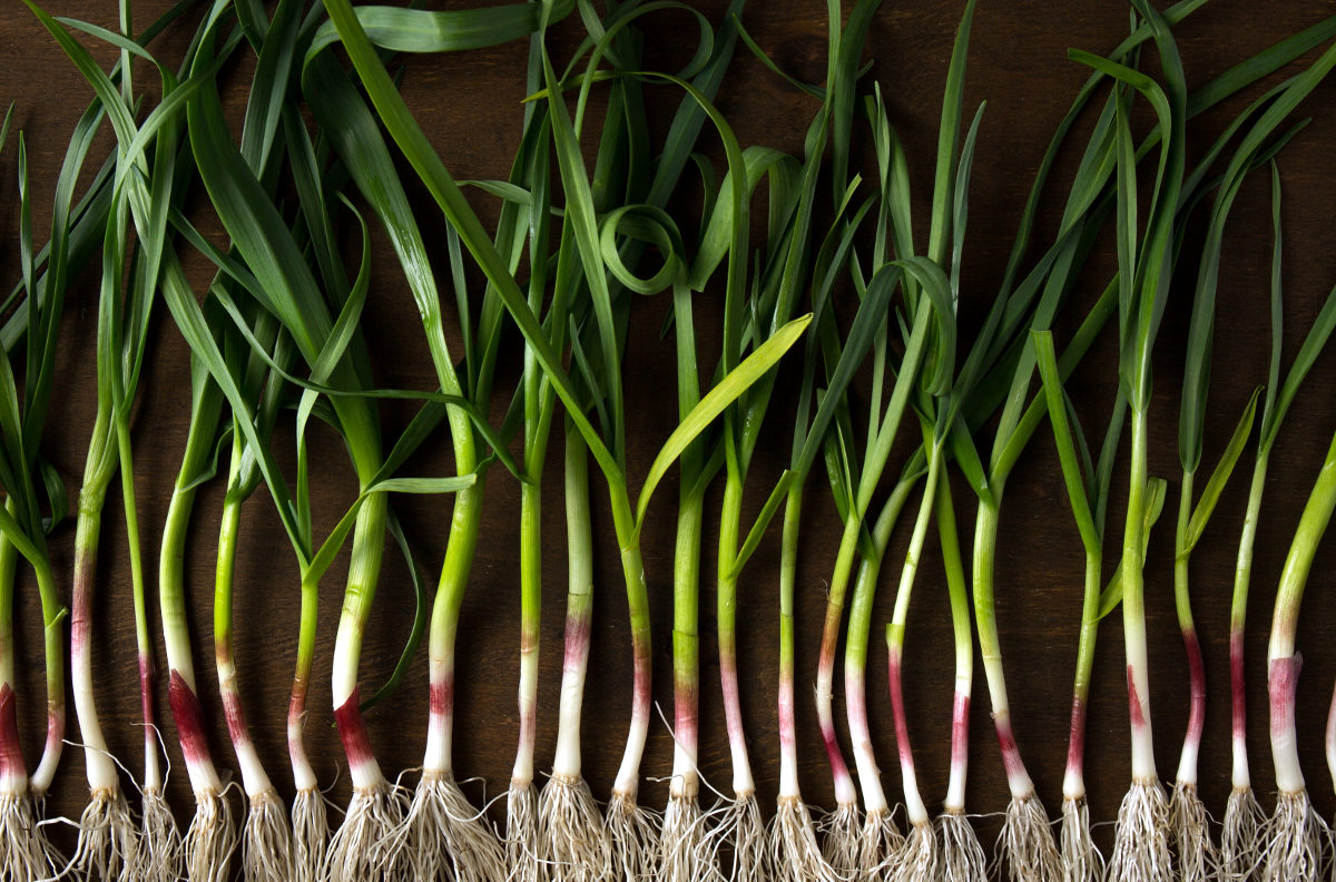 green garlic harvest