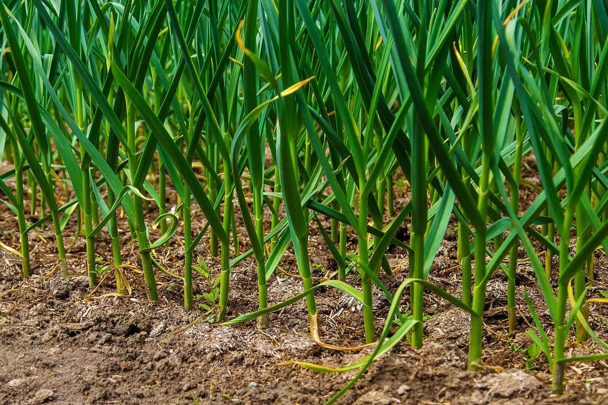 young garlic plants