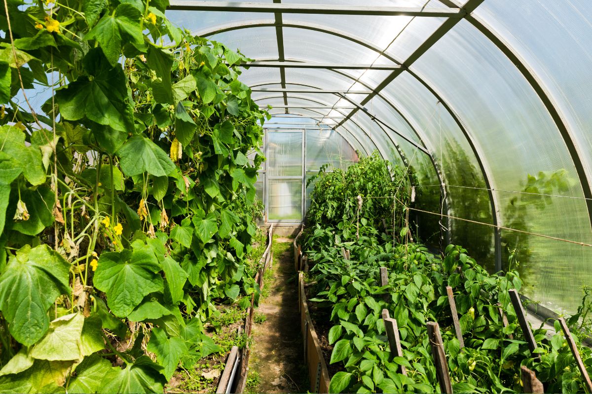 greenhouse inside