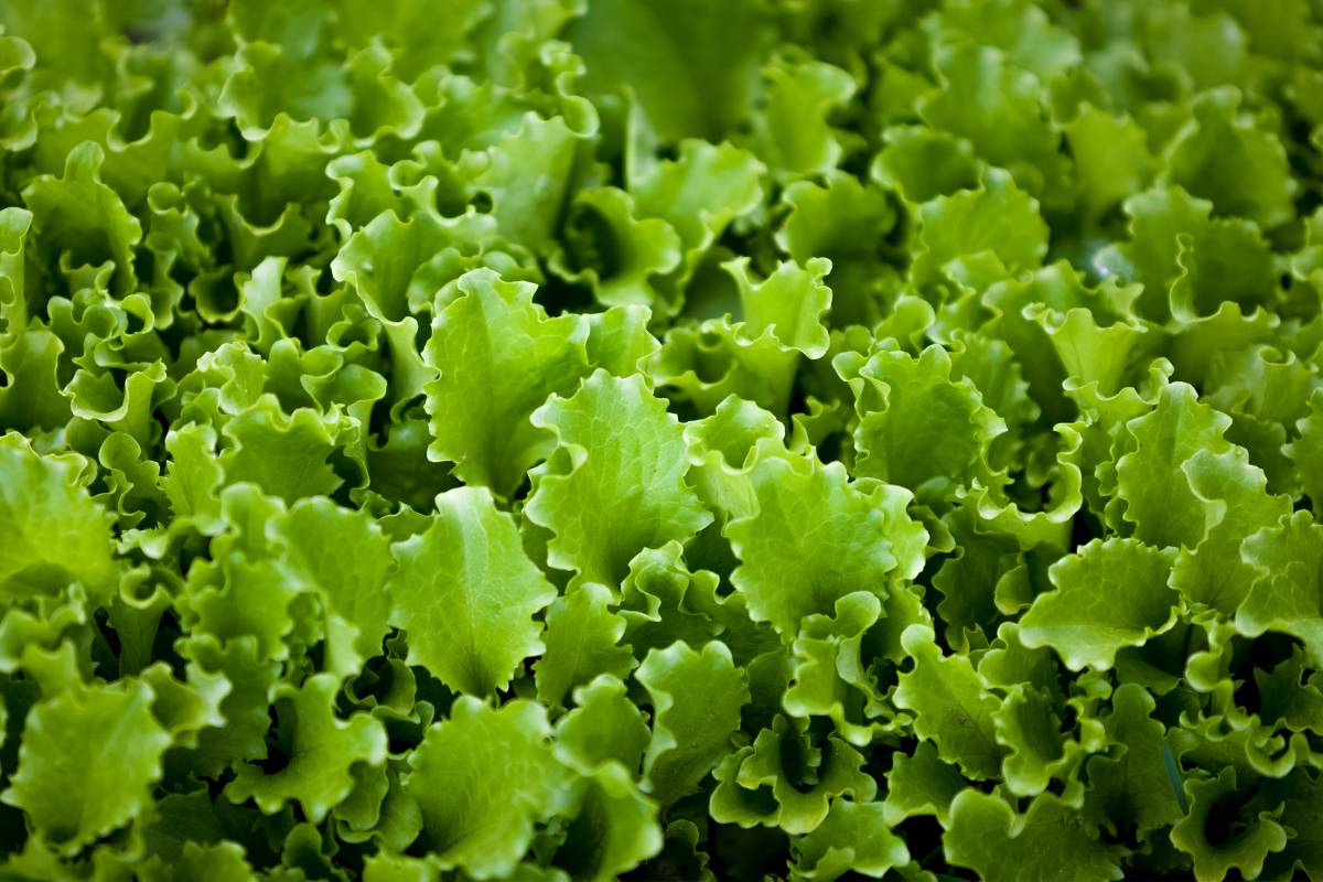 loose leaf lettuce