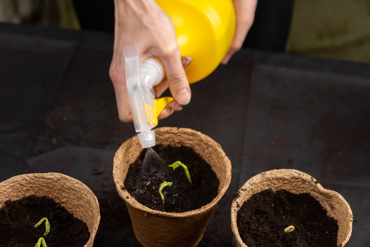 misting seedlings