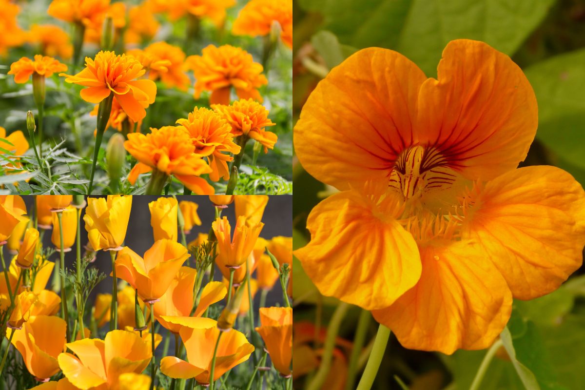 Marigold Californian Poppy Nasturtium