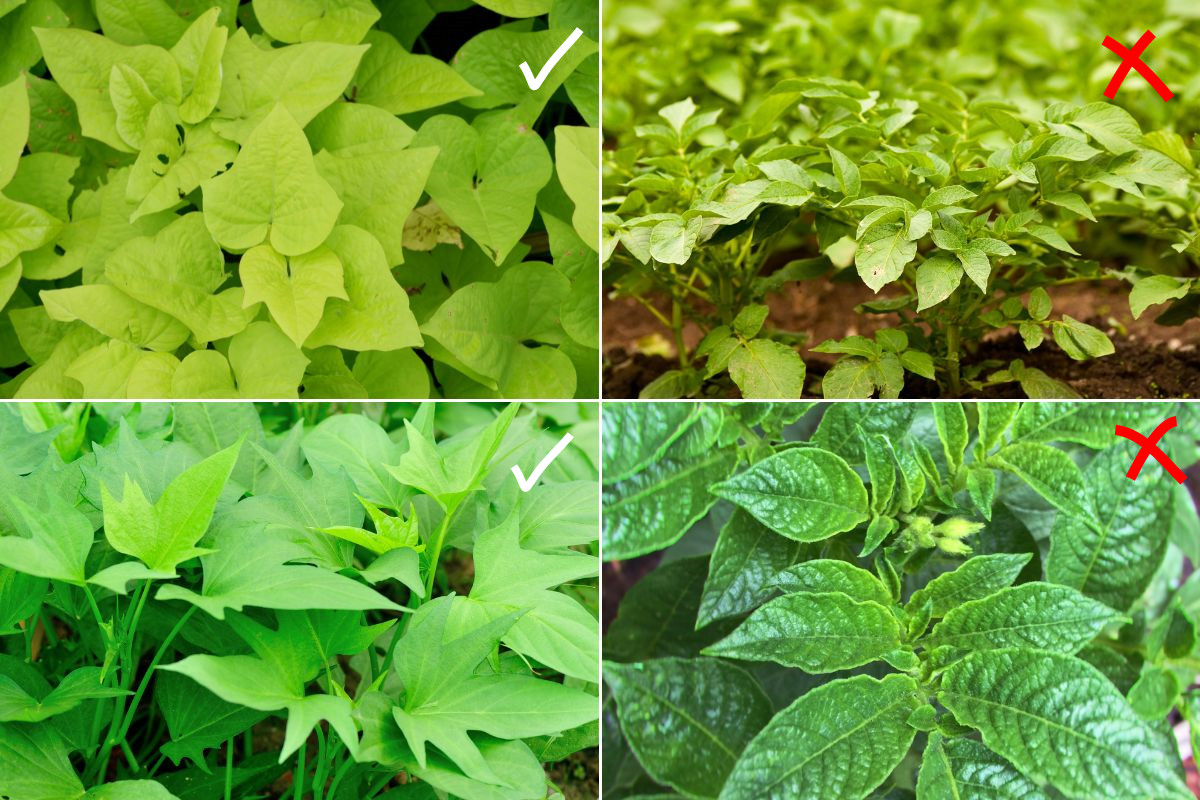 Sweet potato and regular potato leaves