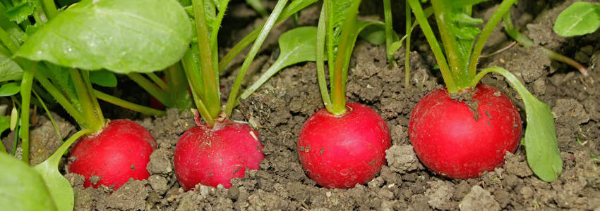 Five Reasons to Grow Radishes | The Seed Collection