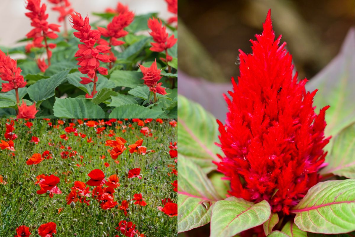 Slavia celosia Flanders Poppy