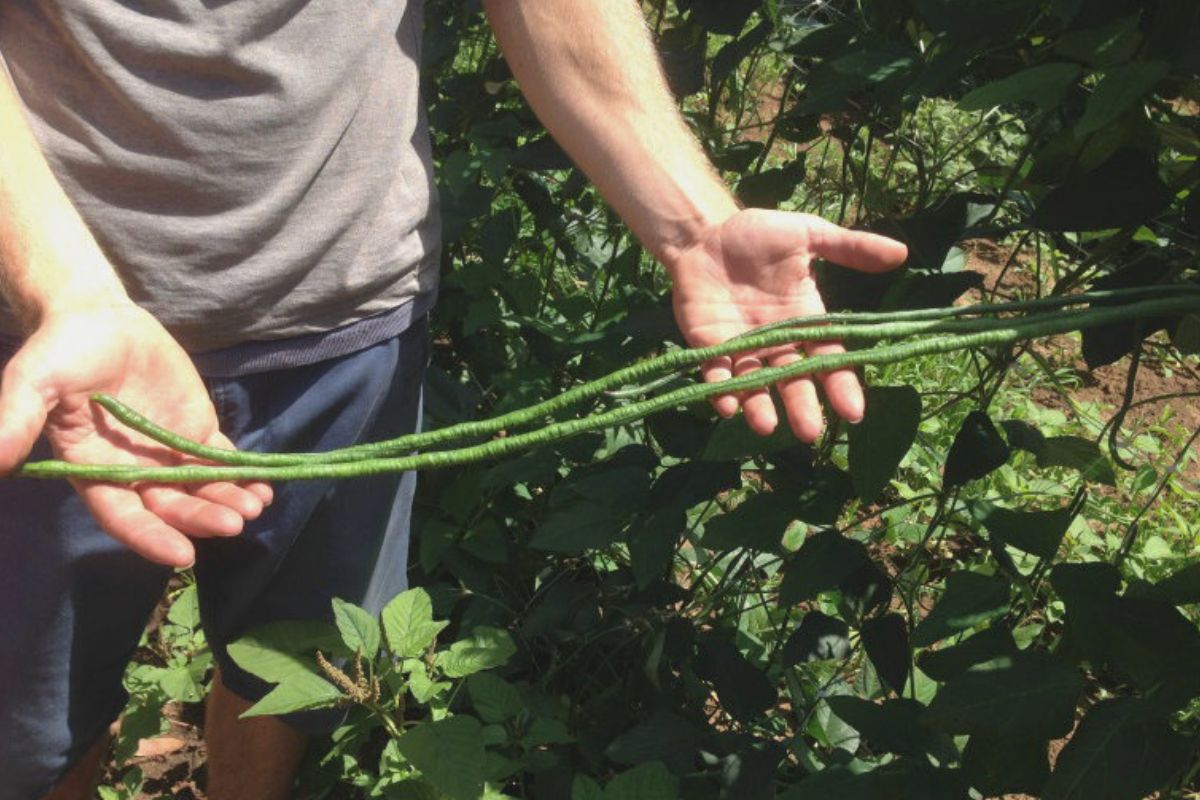 snake beans