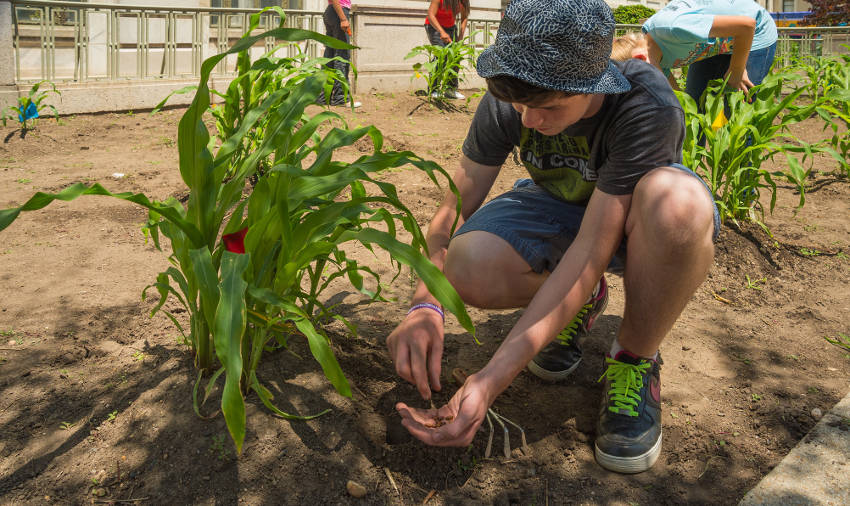 Using The Three Sisters Method To Grow Corn Beans And Squash