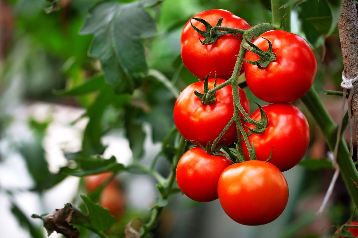 tomato ripened on the vine