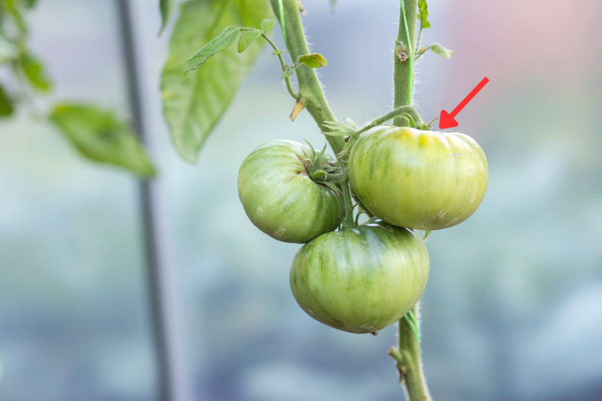 tomato with fist hint of colour