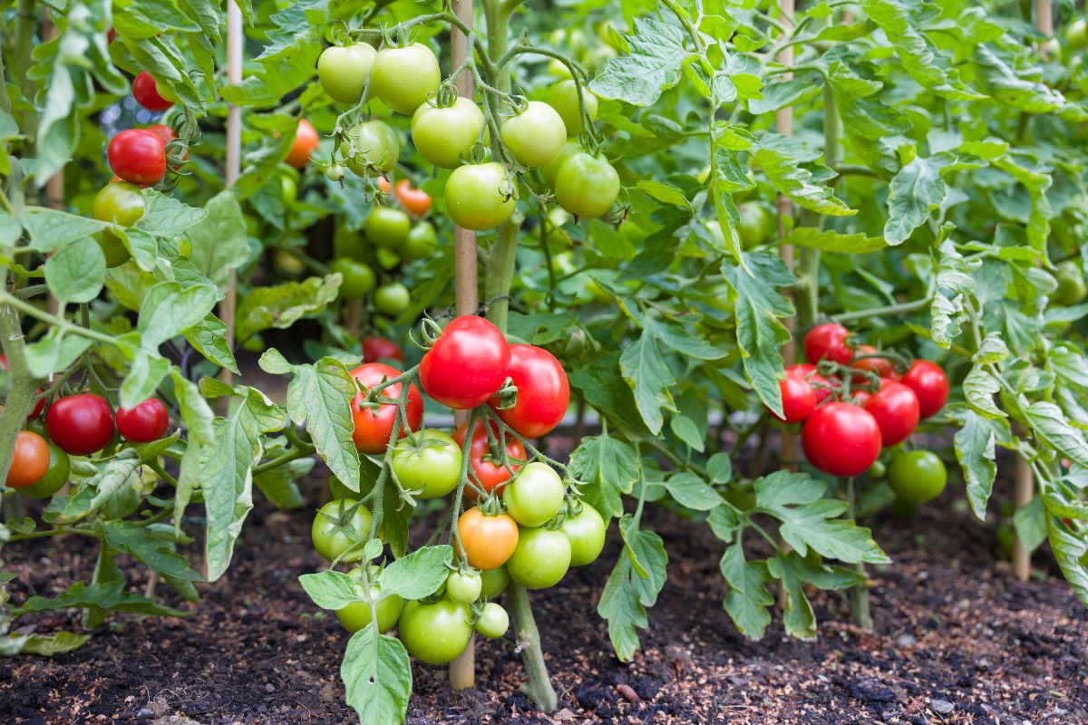 tomatoes- some ripe some unripe