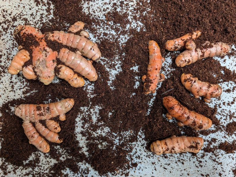 turmeric hands