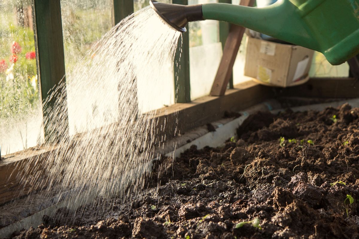 watering can seeds